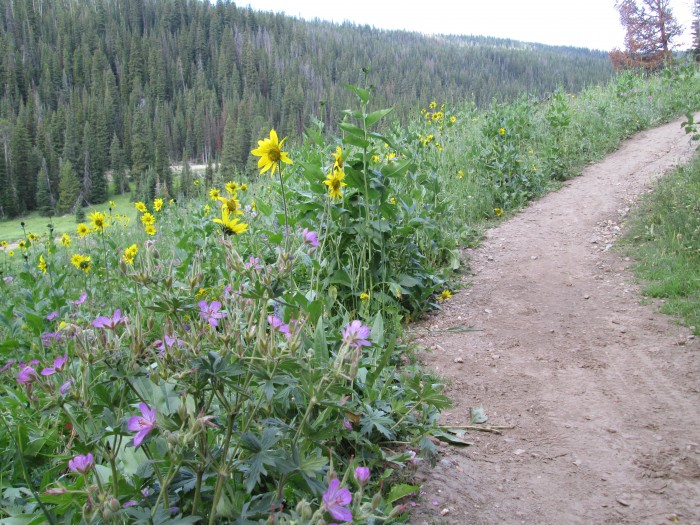 wildflowers on the trail in Montana
