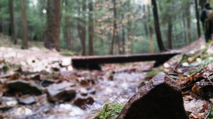 forest bridge