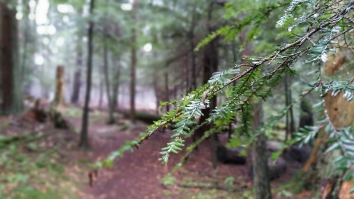 forest pine needles