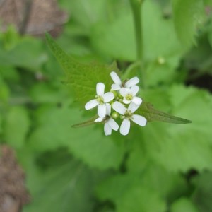 Garlic mustard