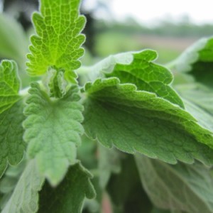 catmint