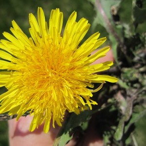 dandelion