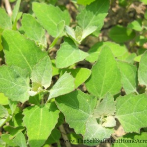 lambs quarters