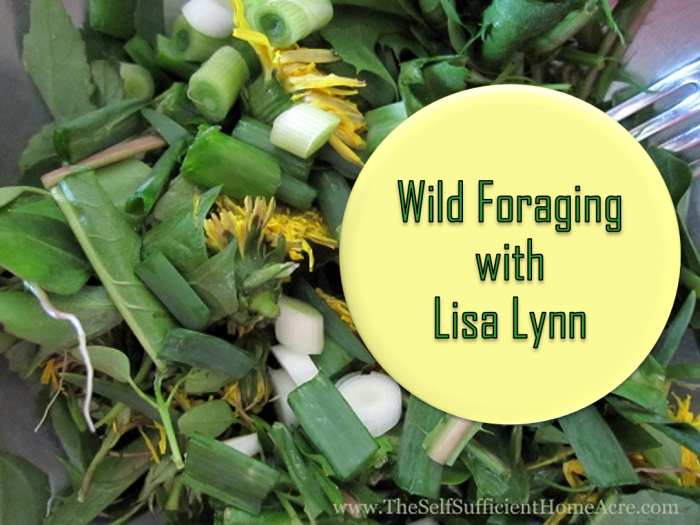 wild-foraging-thumbnail