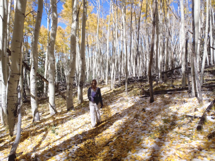 hiking through the fall aspens