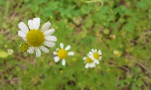 roman chamomile