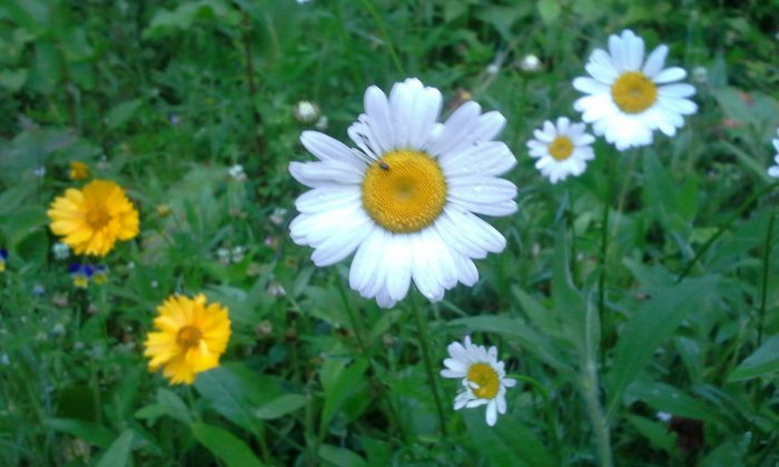 flower blooming roman chamomile